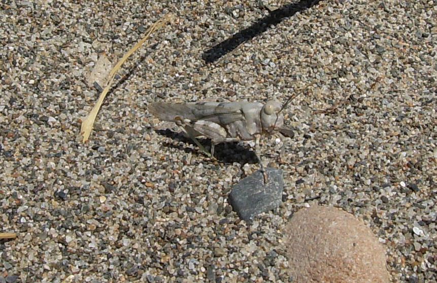 Cavallette della sabbia - Sphingonotus sp. e Acrotylus sp.